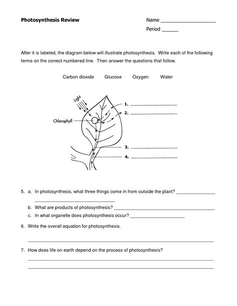 photosynthesis review worksheet middle school